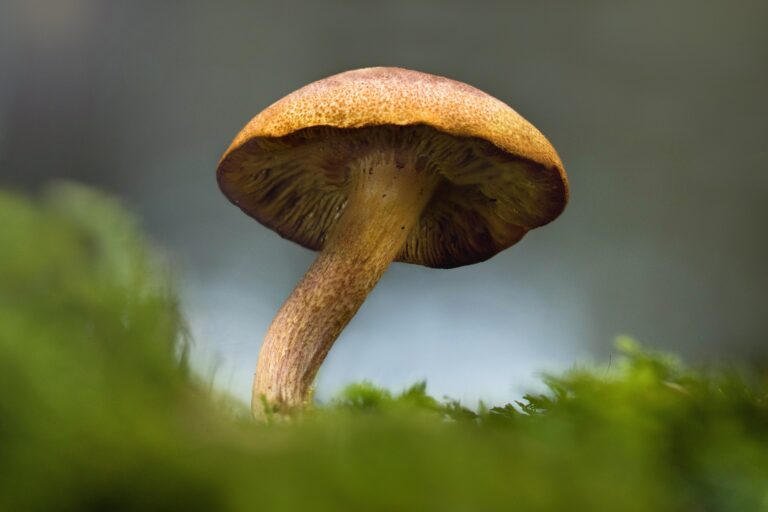 mushroom_pixabay